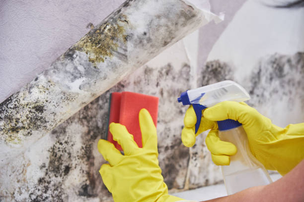 Best Mold Prevention Services  in Crossett, AR